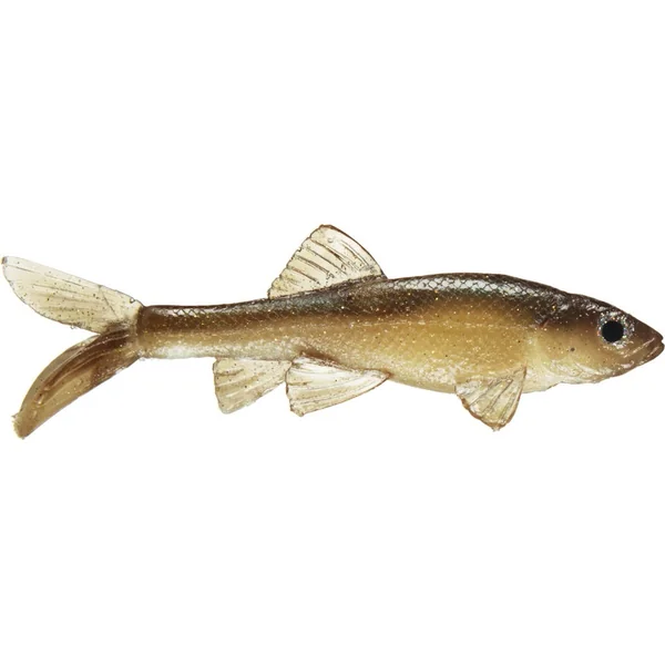 Little Creeper Baby Trash Fish Swimbaits 2pk