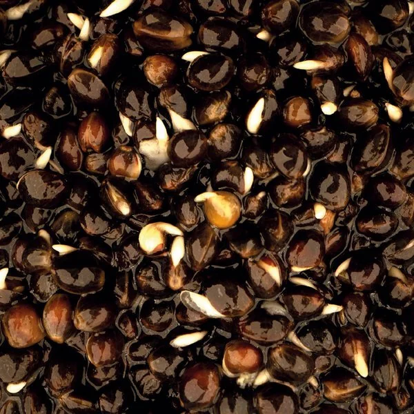 Nash Oily Hemp Particles