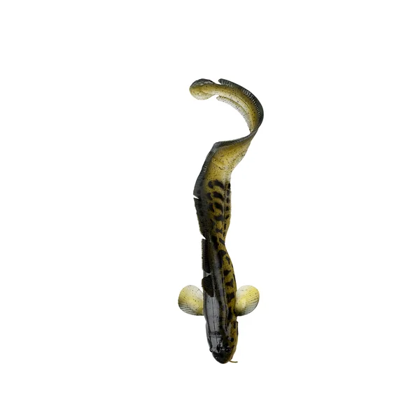 Savage Gear 3D Burbot