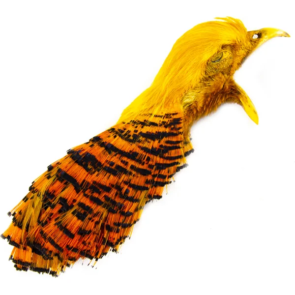 SHOR Golden Pheasant Head