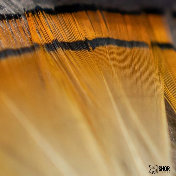 SHOR Golden Pheasant Tippet