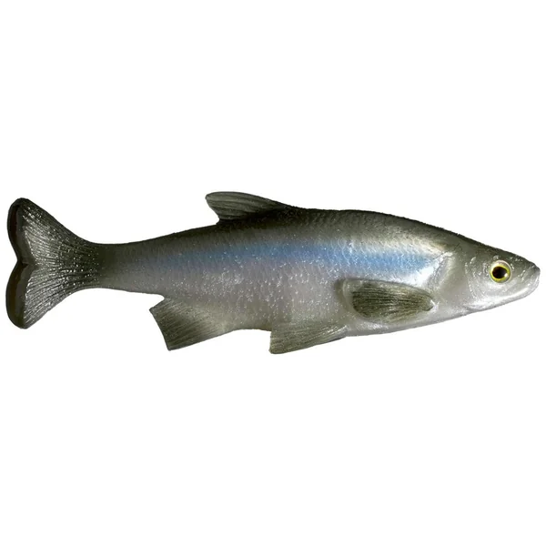 Smash-Tech Baits Weedless Shiner Swimbaits 6"