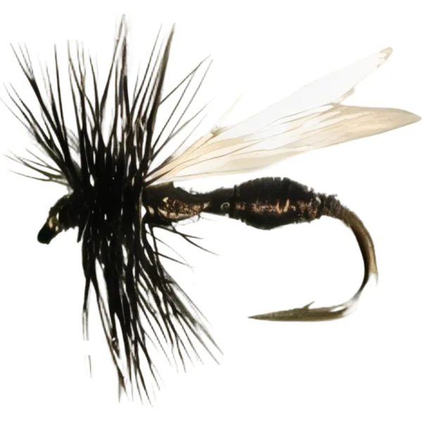 Stillwater Black Ant Variant - 1 Dozen