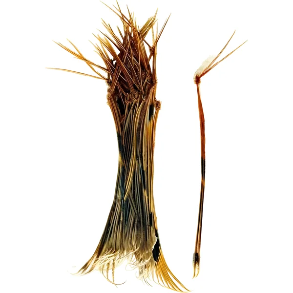 Veniard Daddy Legs Natural