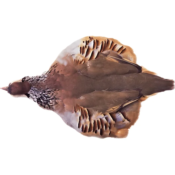 Veniard French Partridge Complete Skin