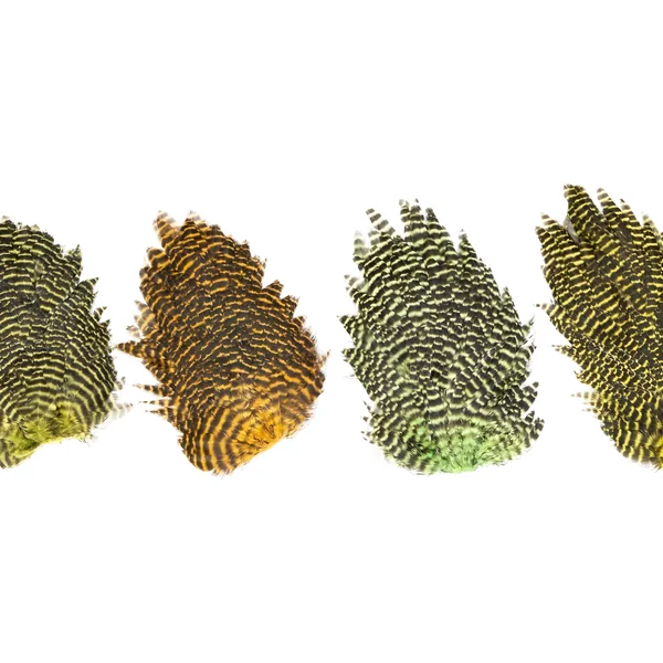 Veniard Genetic Hen Saddles Grizzly