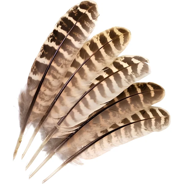 Veniard Hen Pheasant Wing Quills
