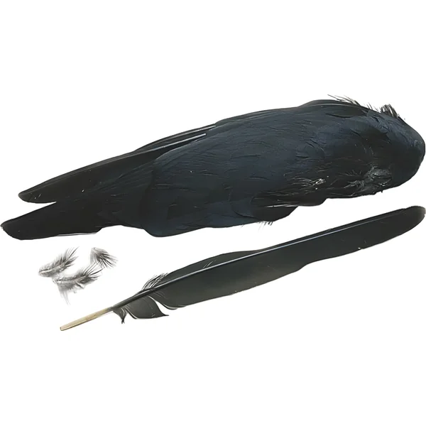 Veniard Jackdaw Wings