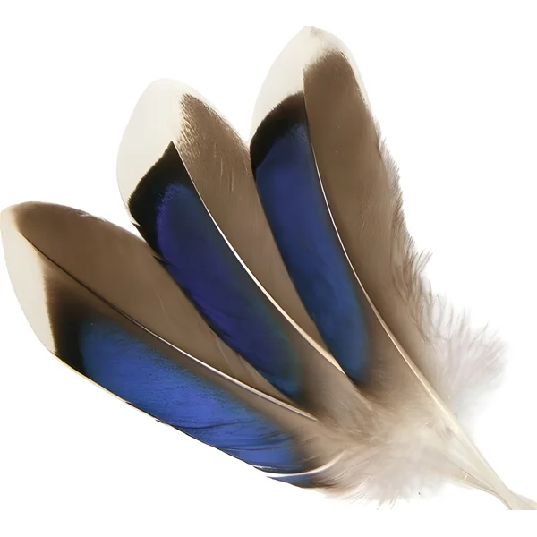 Veniard Mallard Wing Quills Blue